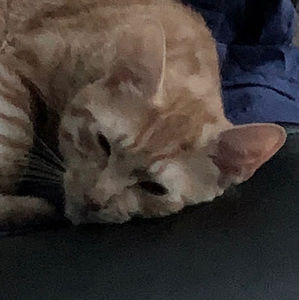 Meet your Posher, Gabriel